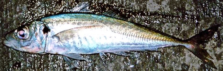 Trachurus trachurus_012